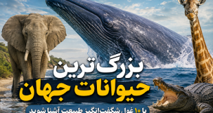 بزرگترین حیوانات جهان