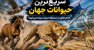 سریع‌ترین حیوانات جهان